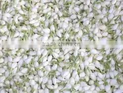 Cheap Fresh Cut FlowersJasmine thumbnail-1