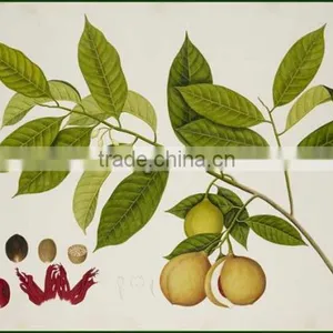 Nut Meg Dry Extract thumbnail-2