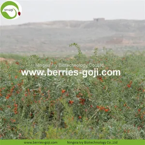 Factory Hot Sale Dried Himalayan Goji thumbnail-3