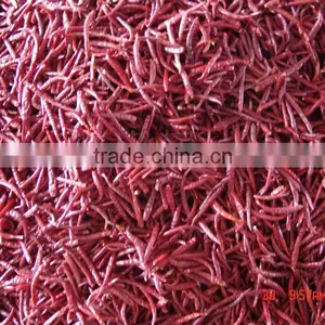 Yunnan Chilli thumbnail-6