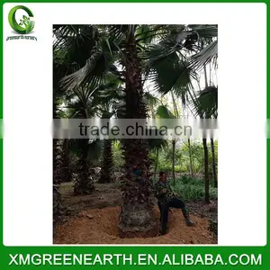 Washingtonia Robusta Palms Trunk 5-6m thumbnail-3