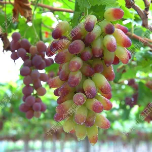 Beauty Refers to Grape Seedlings Grape Vines thumbnail-1