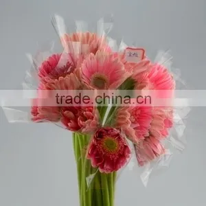 Fashion Honey Pink Gerbera Daisy thumbnail-6