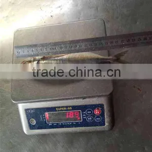 Frozen Fish Horse Mackerel Frozen thumbnail-4