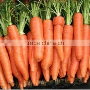 High Quality Chinese Fresh Carrot Supplier(80g Up) thumbnail-1