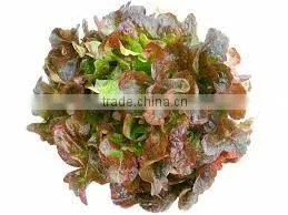 Organic Fresh Lettuce Red Oak thumbnail-1