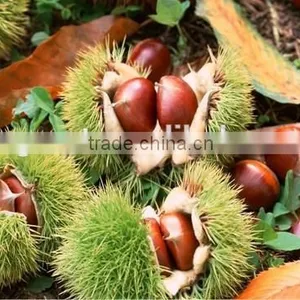 High Quality Fresh Chestnuts for Sale thumbnail-6