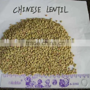 Lentil thumbnail-1