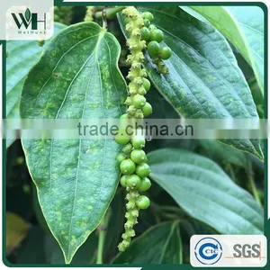 Vietnam Whole Black Pepper From Good Exporter 550gl thumbnail-4