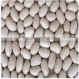 White Kidney Bean thumbnail-2