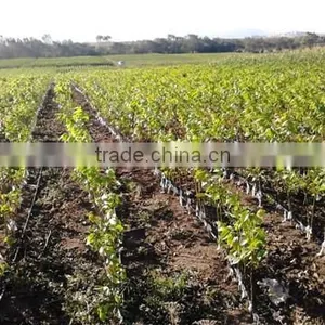 Walnut Saplings Available... thumbnail-4