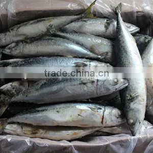 10 Kgs / Ctn Frozen Mackerel Fish thumbnail-1