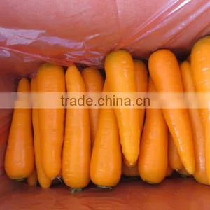 Fresh China Carrot , Red Carrot thumbnail-1