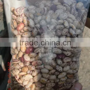 HIGH-PURITY ROUND SPECKLED KIDNEY BEANS FROM CHINA thumbnail-2