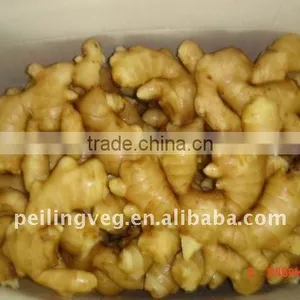 Mature Fresh Chinese Gingers thumbnail-1