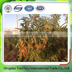 Healthy Food Goji Berries Export Paraguay thumbnail-1