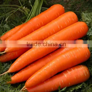Fresh/ Frozen/ IQF Carrot thumbnail-1