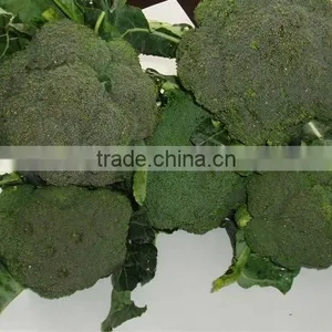 Deep Iqf Frozen Broccoli Cut Cuts Vegetable in 10kg Carton thumbnail-3