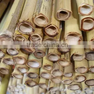 WY-221High Quality Bamboo Poles Bamboo Canes Bamboo Stakes in Raw Materials for Agriculture thumbnail-2