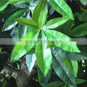 Home Garden Creepers Decoration 180cm Height Artificial Green Pachira Aquatica Tree EFCS05 2901 thumbnail-1