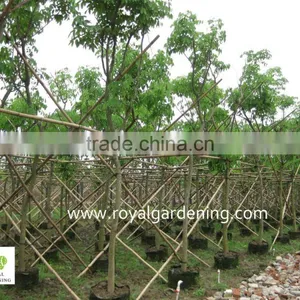 Cassia Fistula Tropical Tree ( Golden Shower Tree) thumbnail-1