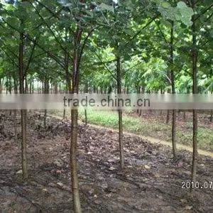 Hibiscus Tiliaceus Best Middle-east Landscaping Trees thumbnail-1