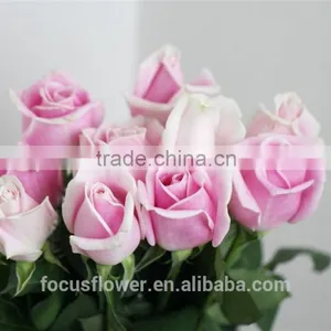 on Line Shopping Fresh Rose Flowered Trim Fresh Cut Flowers Kenya for Home Decoration thumbnail-5