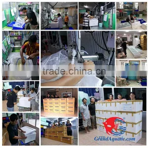 Freshwater Aquarium Fish Export Company From Thailand thumbnail-1