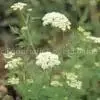 Cnidium Monnieri P.E. thumbnail-1