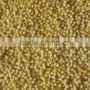 Yellow Millet (glutinous) Good Quality for Sale thumbnail-1