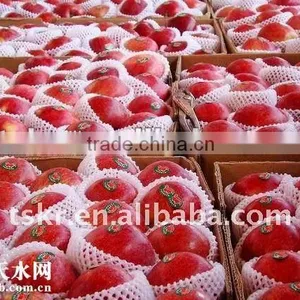 China Red Apple thumbnail-1