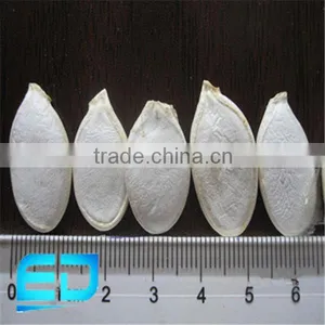 Snow White Pumpkin Seed in Bulk thumbnail-2