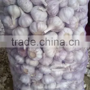 Fresh Garlic thumbnail-1