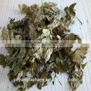 Health Tea Sweet Tea Extract Rubusoside Sweet Tea Leaf thumbnail-3