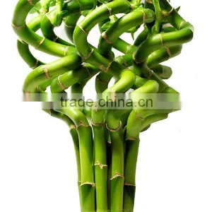 Chinese Guangdong Original Lucky Bamboo thumbnail-1