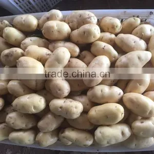 2015 Autumn Crop Potato thumbnail-5
