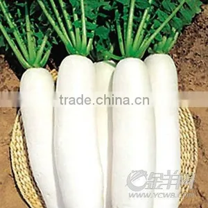 Harvest Shandong White Radish thumbnail-1