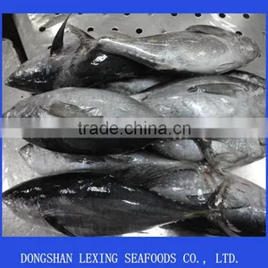 Frozen Yellowfin Tuna Fish thumbnail-1