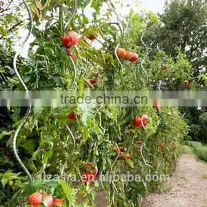 Galvanized Tomato Spiral Plant Support 7mm*1.8m thumbnail-1