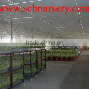 Spiral Bamboo Dracaena Sanderiana thumbnail-3