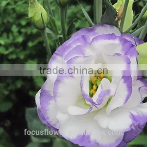 Factory Direct Purple Ring Fresh Cut Eustomas Wholesale thumbnail-5