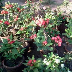 Landscaping Landscaping Indoor House Plants Foliage Plants Artificial thumbnail-1