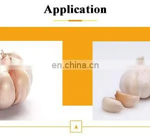 High Capacity and Adjustable Garlic Processing Machine for Garlic Dividing thumbnail-7