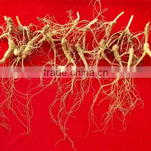 China Changbai Mountian Old Wild Ginseng Panax Roots Price thumbnail-5