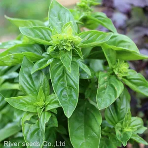 250g Natural Spice Plants Ocimum Basilicum Seed Raw Dried Wholesale Basil Seeds for Home Planting thumbnail-3