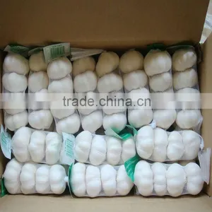 Normal White Garlic thumbnail-1