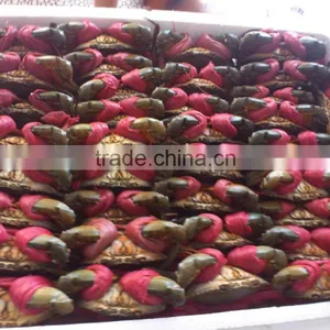 Live Flower Lobster (Panulirus Ornatus) and Mud Crab (Scylla Serrata), Live Tiger Prawn and Other Live Seafoods thumbnail-5