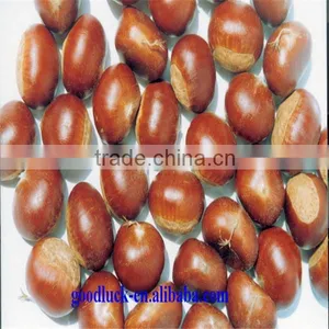 Chinese Good Taste Chestnut(DANDONG) thumbnail-1