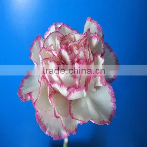 Online Shopping Single Carnations for Home Garden and Party Decoration thumbnail-1