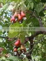 Suvimie Ceylon Ovened Cashew (Full Nut) thumbnail-3